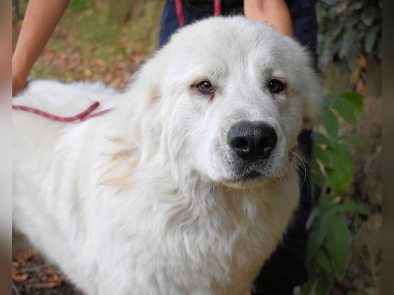 Ottis - Wow! Einfach nur wow!