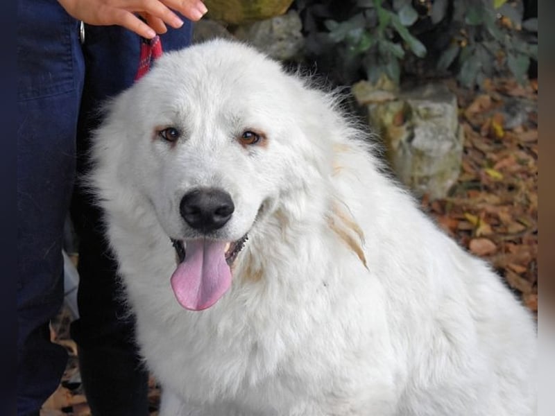 Ottis - Wow! Einfach nur wow!