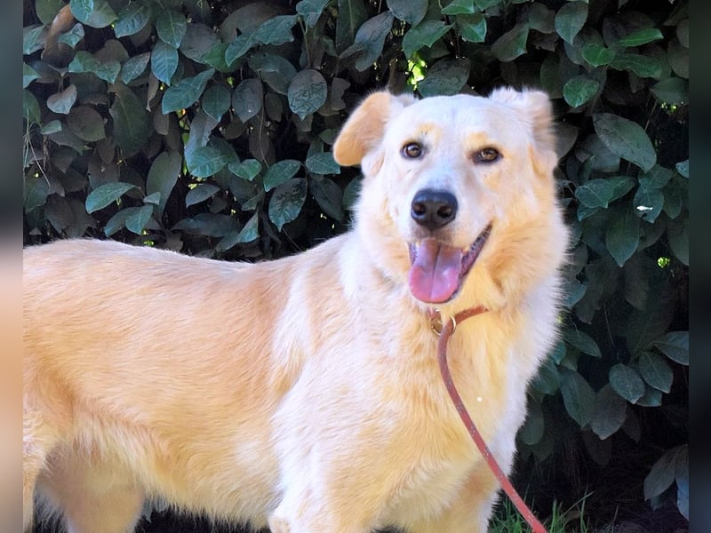 Antiloco - Nur ein Wunsch: endlich nach Hause!