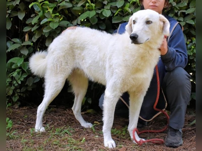 Damarius - niemals ist eine schrecklich lange Zeit