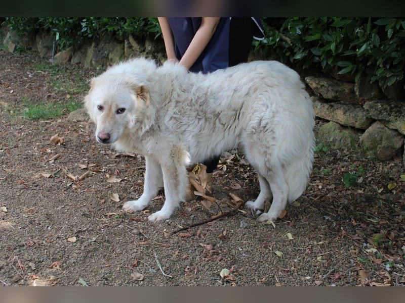 Pinturicchio - Finde den Fehler!