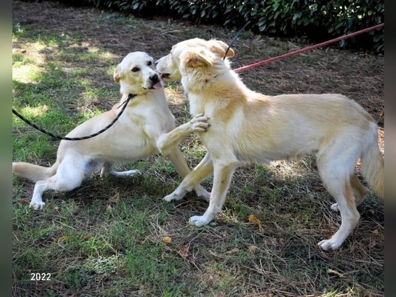 Antiloco - Nur ein Wunsch: endlich nach Hause!