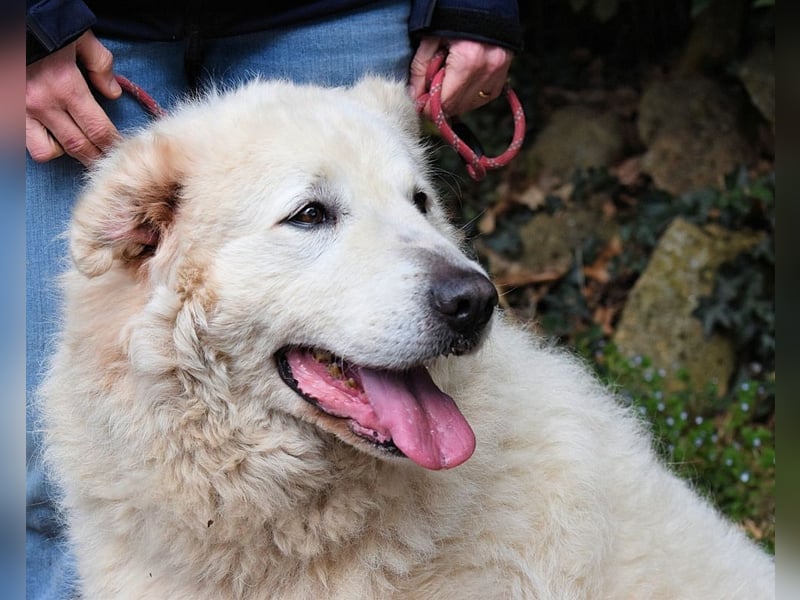 Tallulah - Grandezza auf vier Pfoten!