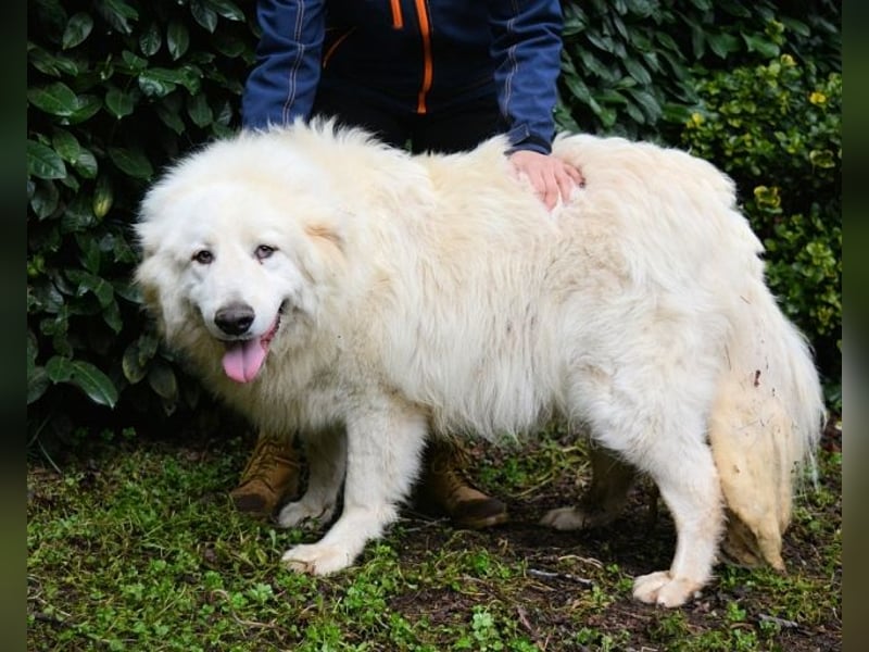 Hadriano - Viel mehr als nur einer unter vielen!