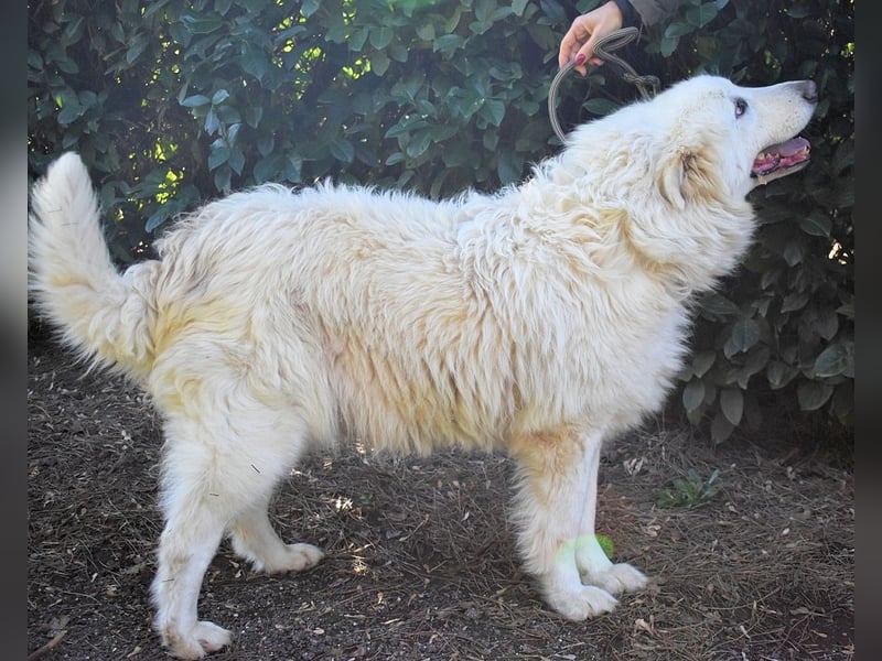 Hadriano - Viel mehr als nur einer unter vielen!