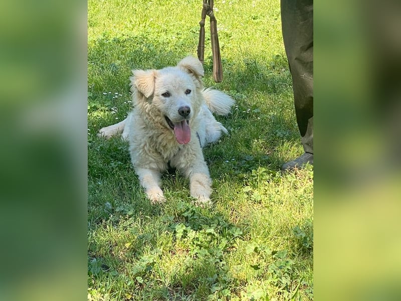 Cornelius - Vom Zurückgelassenen zum Lernwilligen