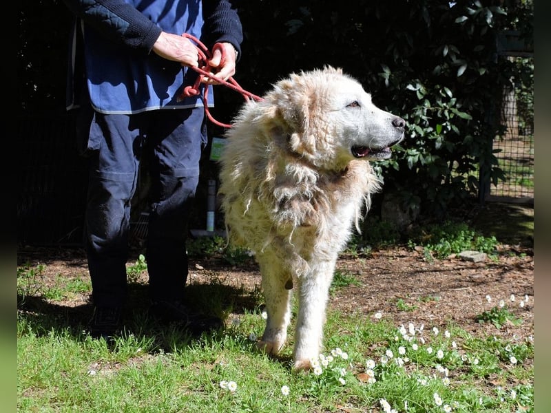 Noak - Alles nur Wunschdenken... ?