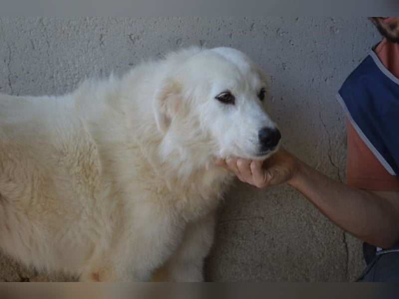 Amaya - So schön und so schrecklich? Amaya - So schön und so schrecklich?