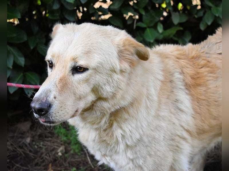 Antiloco - Nur ein Wunsch: endlich nach Hause!