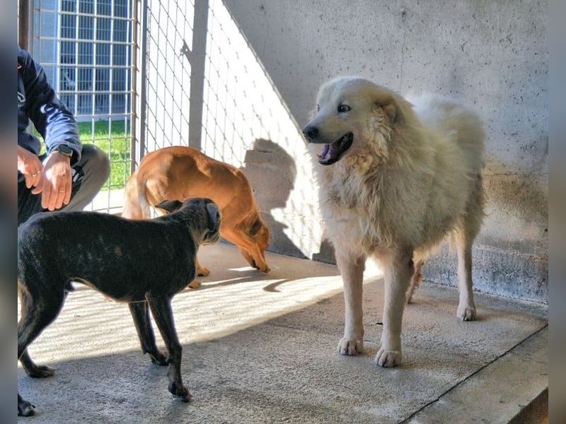 Albertone - Alles, alles Gute!!!