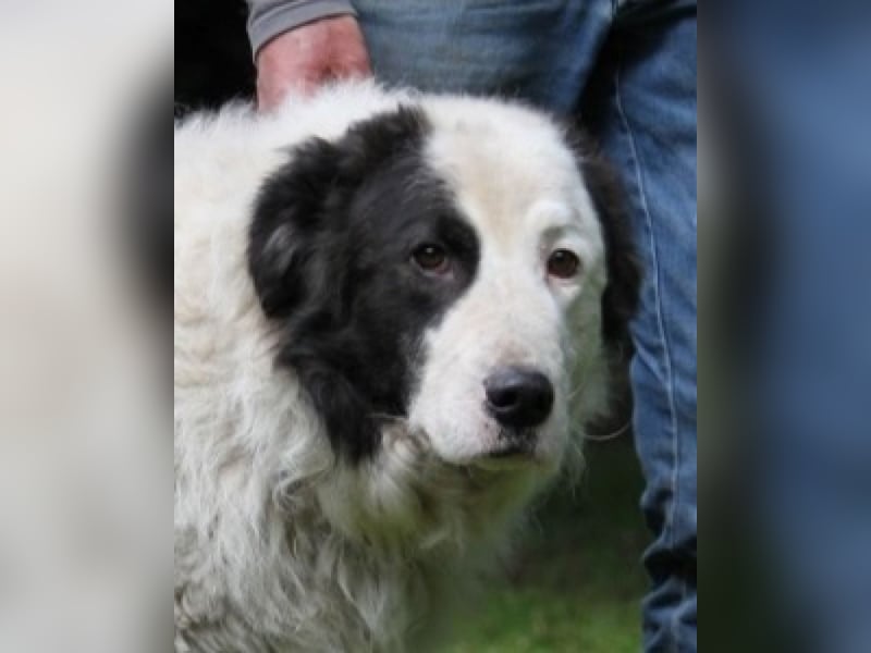 Mathis - mit dem treuen Blick