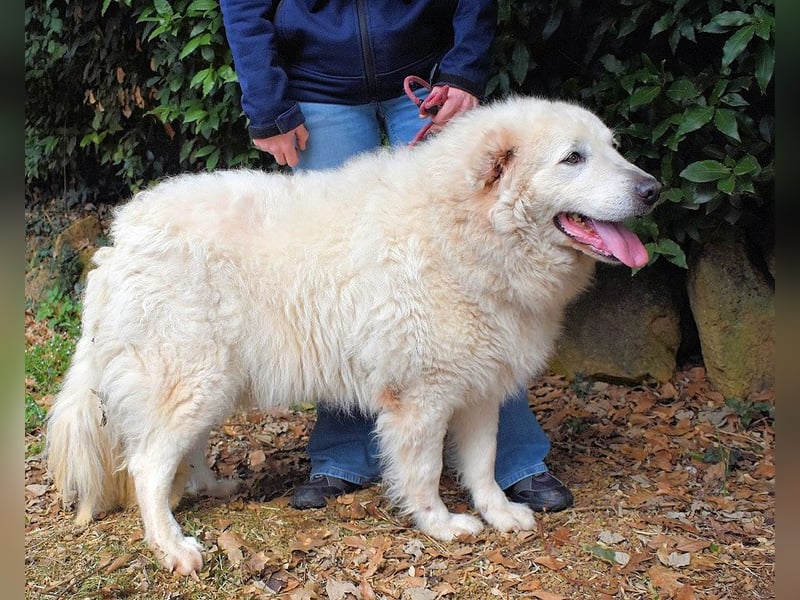 Tallulah - Grandezza auf vier Pfoten!