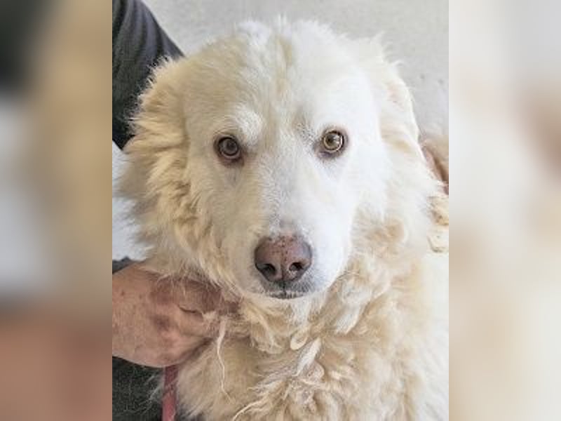 Haigen - Free HAIGEN