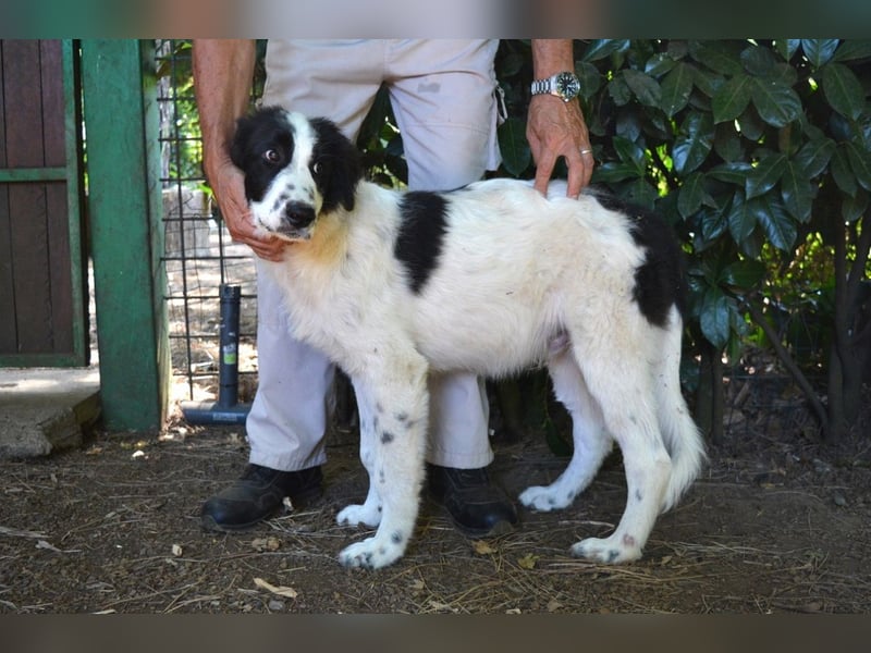 Lambertino - Pünktchen möchte nach Hause