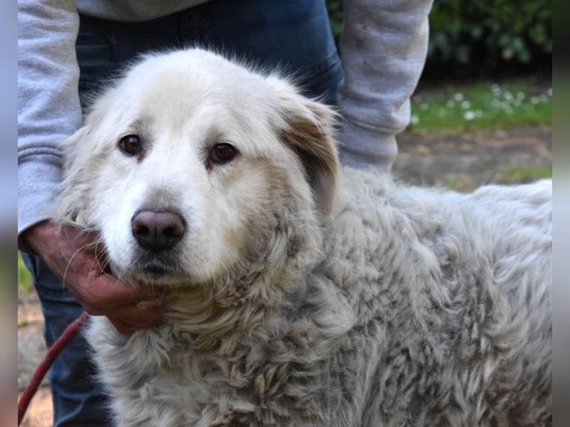 Gorivah - Das Leben ist zu kurz...