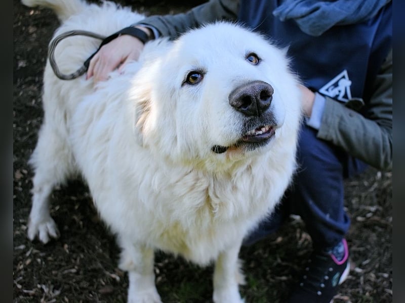 Hadriano - Viel mehr als nur einer unter vielen!