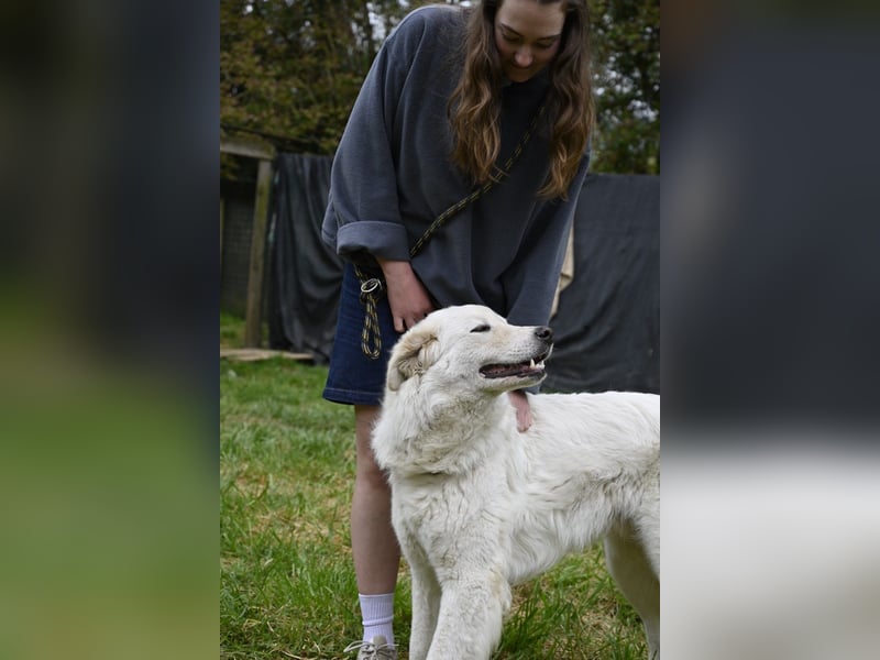 Boss - Wenn ein Name täuscht und ein Herz gewinnt