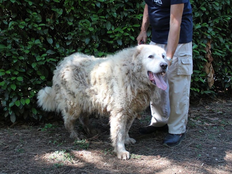 Noak - Alles nur Wunschdenken... ?