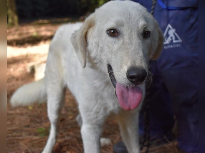 Damarius - niemals ist eine schrecklich lange Zeit