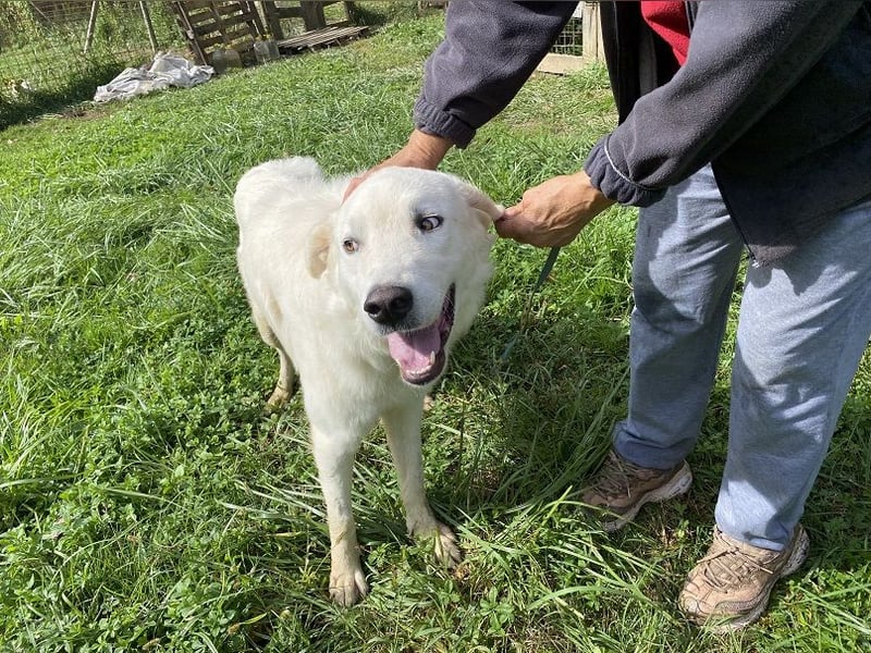 Boss - Wenn ein Name täuscht und ein Herz gewinnt