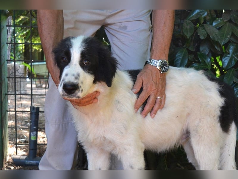 Lambertino - Pünktchen möchte nach Hause