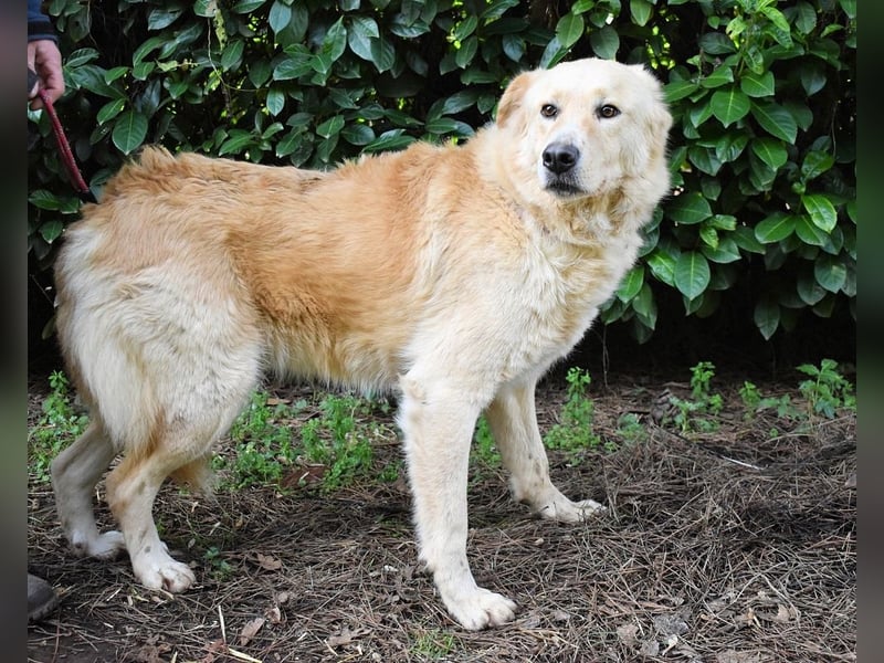 Antiloco - Nur ein Wunsch: endlich nach Hause!