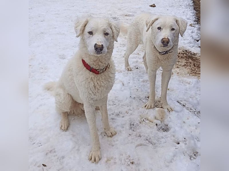 Bullo - weißer Eisbär mit sanfter Seele