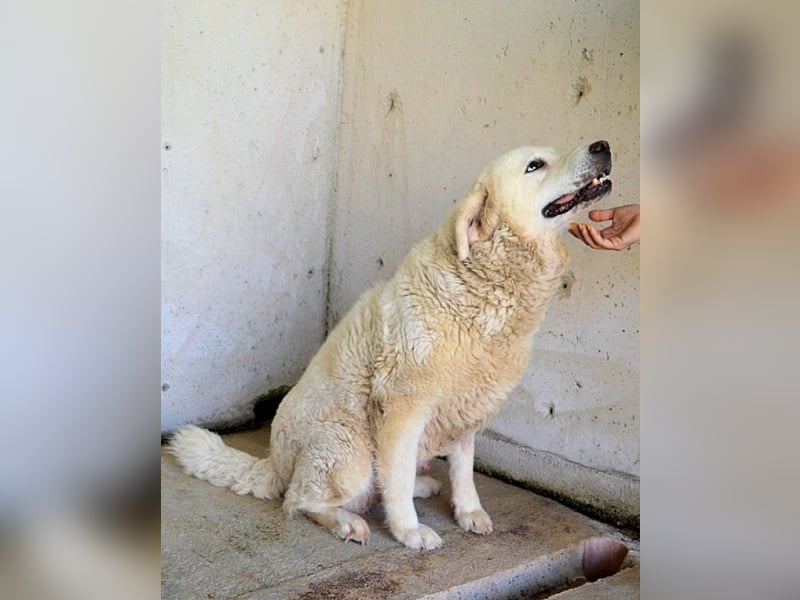 Eskie - aber bitte mit Sahne ins Glück!