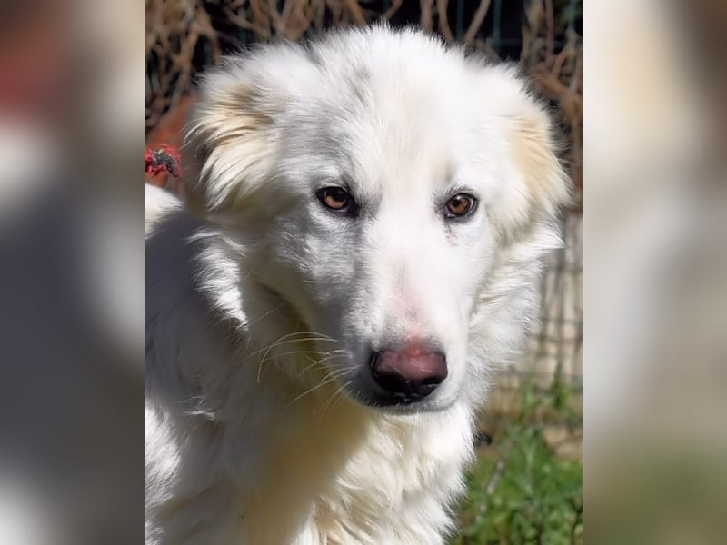 Heathon - sucht die Liebe seines Lebens