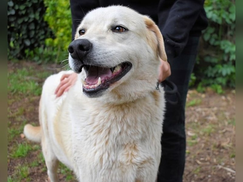 Neeko - Traumhund sucht Traummenschen