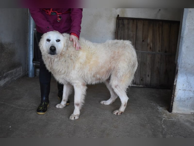 Daigle - "Tauschen Sie den Rest Ihres Zögerns gegen den Rest meines Lebens!"