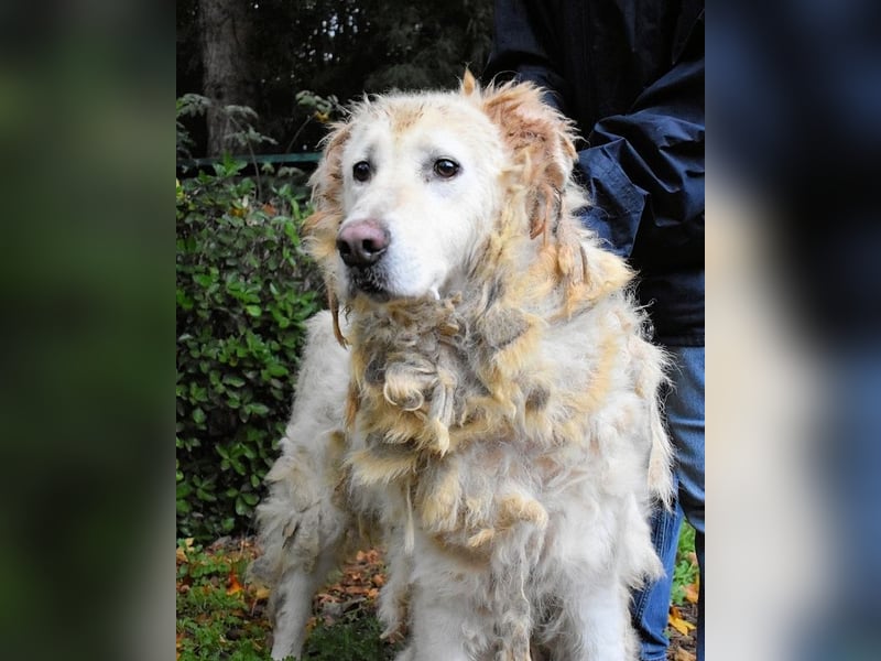 Akamu - Sucht seinen passenden Deckel