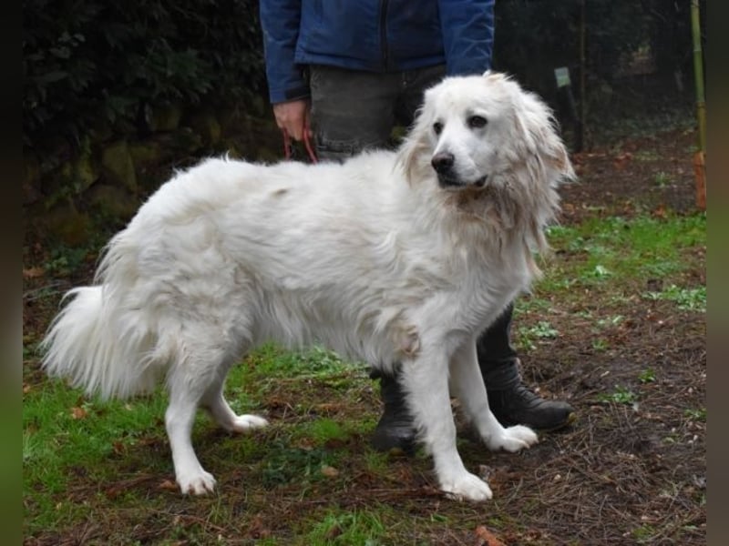 Aristodemo - nicht nur Schall und Rauch