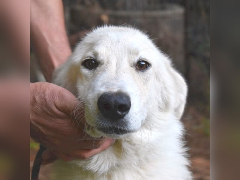 Yasmine - freundlicher Sonnenschein sucht sonniges Plätzchen