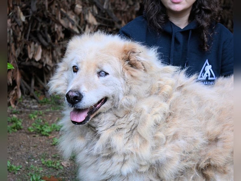 Dominico - Die Stimme des Windes