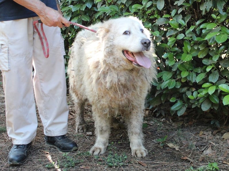 Noak - Alles nur Wunschdenken... ?