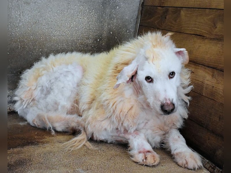 Haigen - SOS - Wenn das Foto zur Anklage wird.