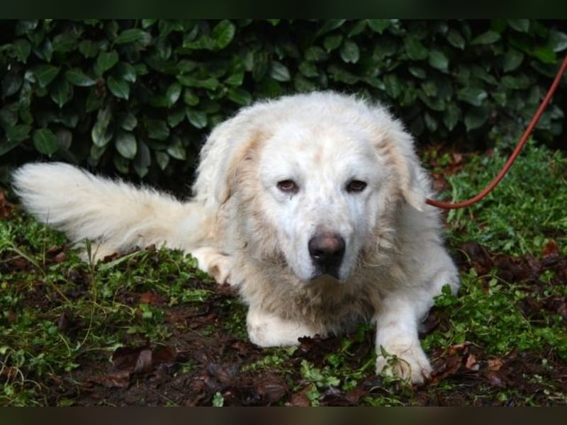 Gherardo - Ein Adler bleibt ein Adler...