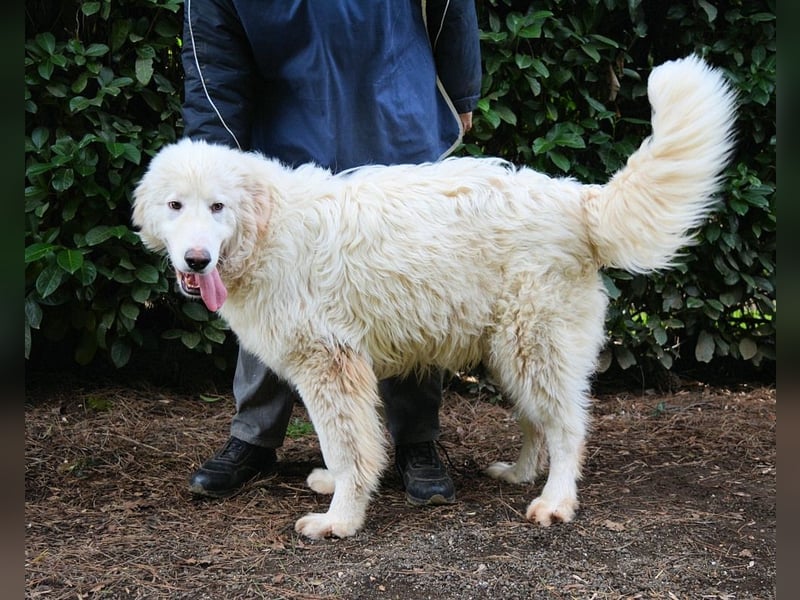 Leofric - Kleiner Löwe hat Großes vor