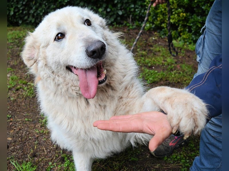 Tallulah - Grandezza auf vier Pfoten!