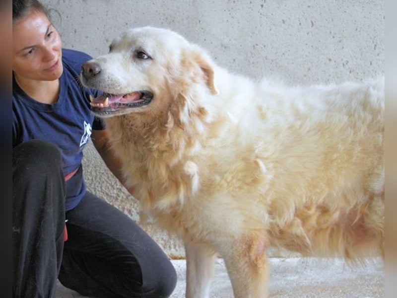 Eskie - aber bitte mit Sahne ins Glück!