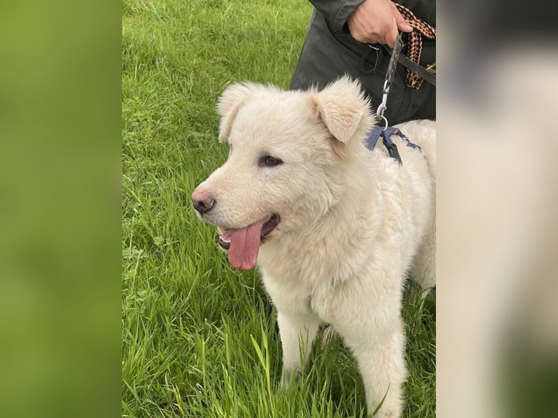 Cornelius - Vom Zurückgelassenen zum Lernwilligen