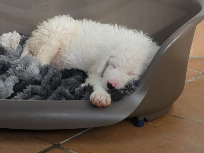 Bullo - weißer Eisbär mit sanfter Seele