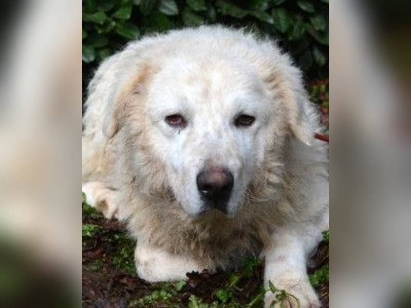 Gherardo - Ein Adler bleibt ein Adler...