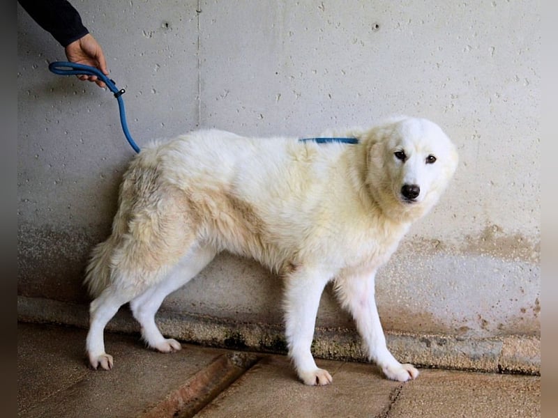 Amaya - So schön und so schrecklich?