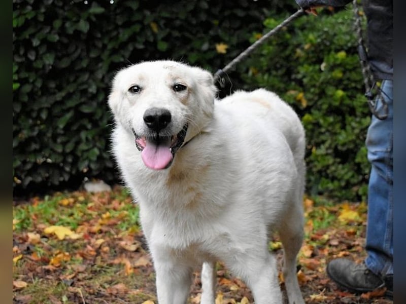 Yasmine - freundlicher Sonnenschein sucht sonniges Plätzchen