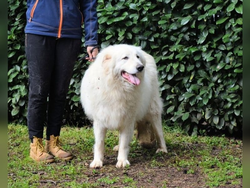 Hadriano - Viel mehr als nur einer unter vielen!
