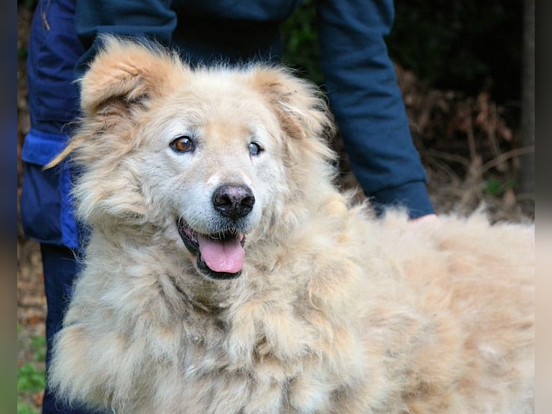 Dominico - Die Stimme des Windes