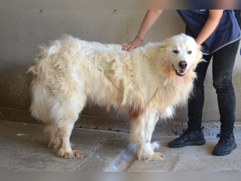 Jaafar - Der sanfte Riese