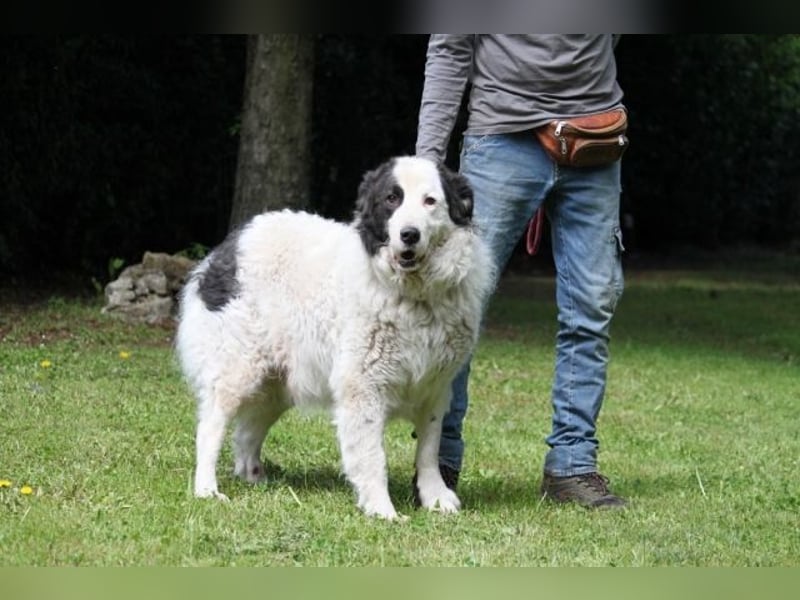 Mathis - mit dem treuen Blick